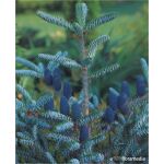 Abies koreana 'Silberlocke’100-125