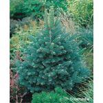 Abies lasiocarpa 'Compacta’100-125