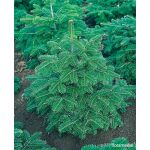 Abies nordmanniana