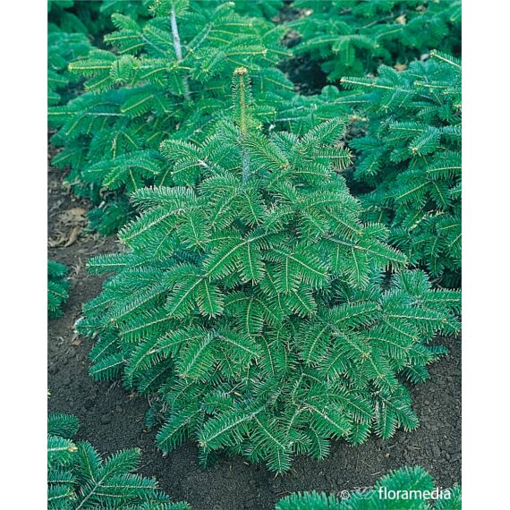 Abies nordmanniana