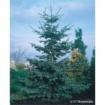 Abies procera 'Glauca’60-70