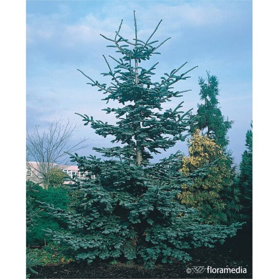 Abies procera 'Glauca’60-70