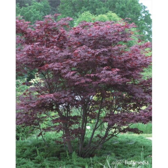 Acer palmatum 'Atropurpureum’