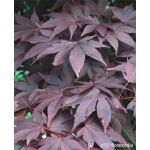 Acer palmatum 'Bloodgood’