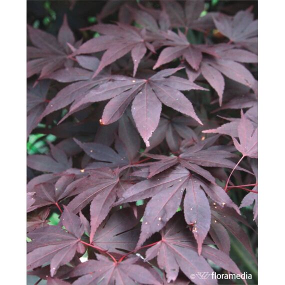 Acer palmatum 'Bloodgood’