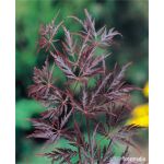 Acer palmatum 'Crimson Princess’