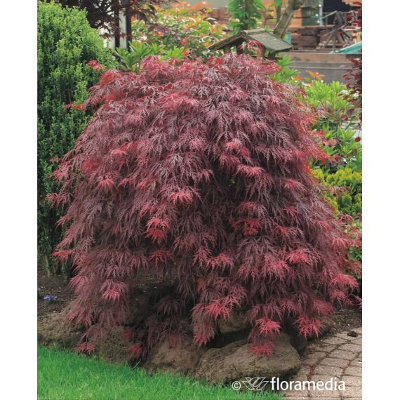 Acer palmatum ’ Dissectum Garnet’