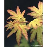 Acer palmatum 'Orange Dream’ c7,5