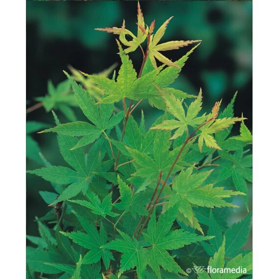 Acer palmatum 'Skeete’s Broom’ 80-100