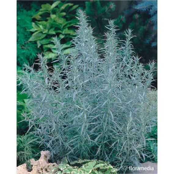 Artemisia ludoviciana 'Silver Queen’