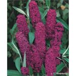 Buddleja davidii 'Royal Red’