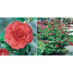 Camellia japonica