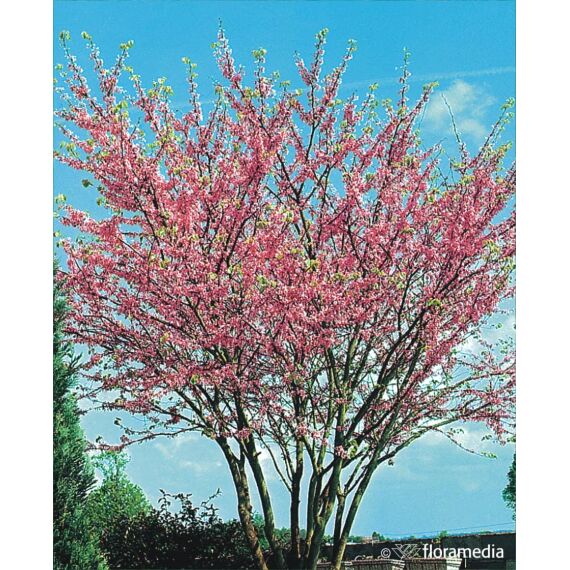 Cercis canadensis