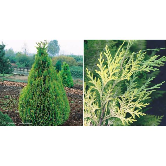 Chamaecyparis lawsoniana 'Ivonne’ 100-120