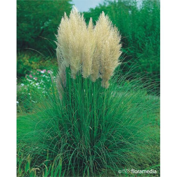 Cortaderia selloana 'Evita’