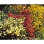 Cytisus Mix