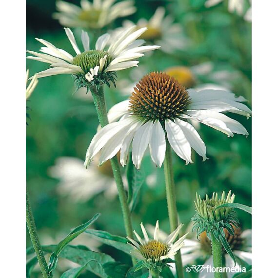 Echinacea alba