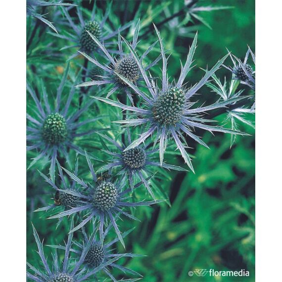 Eryngium planum 'Blaukappe’