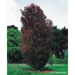 Fagus sylvatica 'Dawyck Purple’