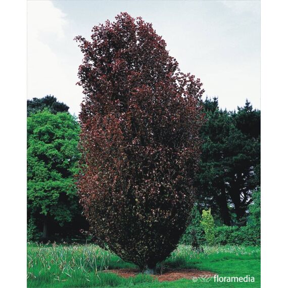 Fagus sylvatica 'Dawyck Purple’