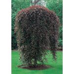 Fagus sylvatica 'Purpurea Pendula’