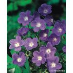 Geranium hybrida 'Brookside’