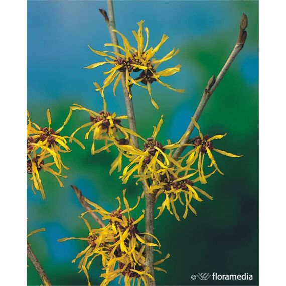 Hamamelis intermedia 'Westerstede’