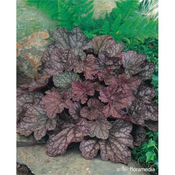 Heuchera