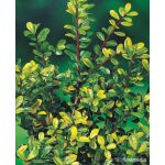 Ilex crenata 'Golden Gem’ c2