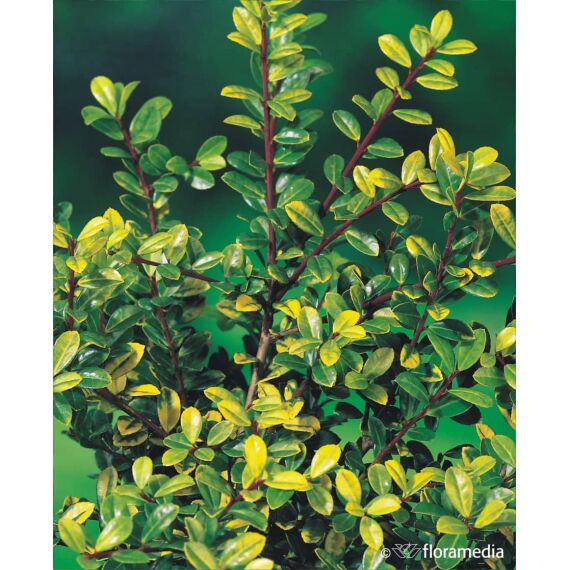 Ilex crenata 'Golden Gem’ c2