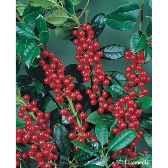 Ilex meserveae 'Heckenfee’