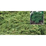 Juniperus communis 'Green Carpet’