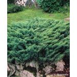 Juniperus sabina 'Blue Donau’