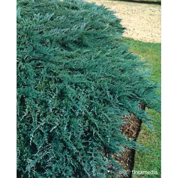 Juniperus sabina 'Tamariscifolia’