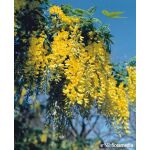 Laburnum watereri 'Vossii’