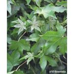 Liquidambar styraciflua 'Gum Ball’