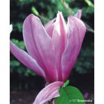 Magnolia 'Galaxy’