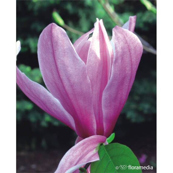 Magnolia 'Galaxy’