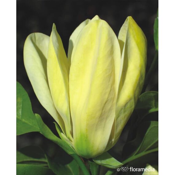 Magnolia 'Yellow Bird’