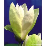 Magnolia 'Yellow Lantern’