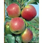 Malus domestica 'Ligol’