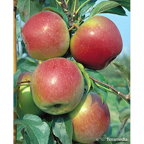 Malus domestica 'Ligol’