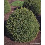 Picea abies 'Columnaris’175-200