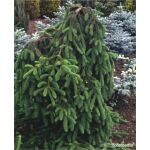 Picea abies 'Inversa’