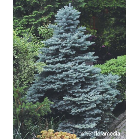 Picea pungens 'Glauca Globosa’80-100