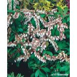 Pieris japonica