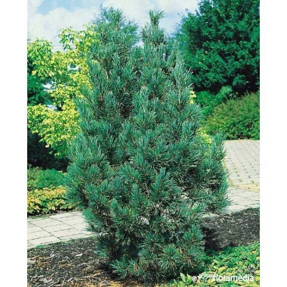 Pinus cembra”Farm”