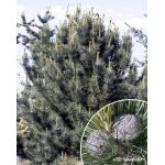 Pinus flexis 'Van der Wolf’s Pyramid’