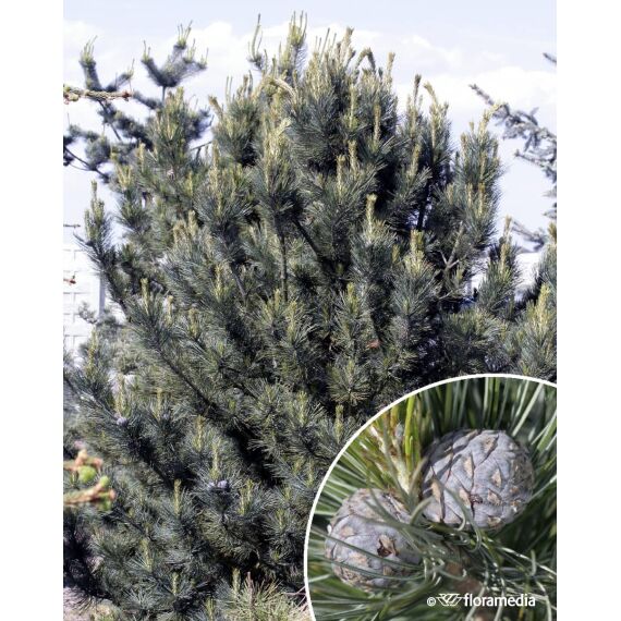 Pinus flexis 'Van der Wolf’s Pyramid’