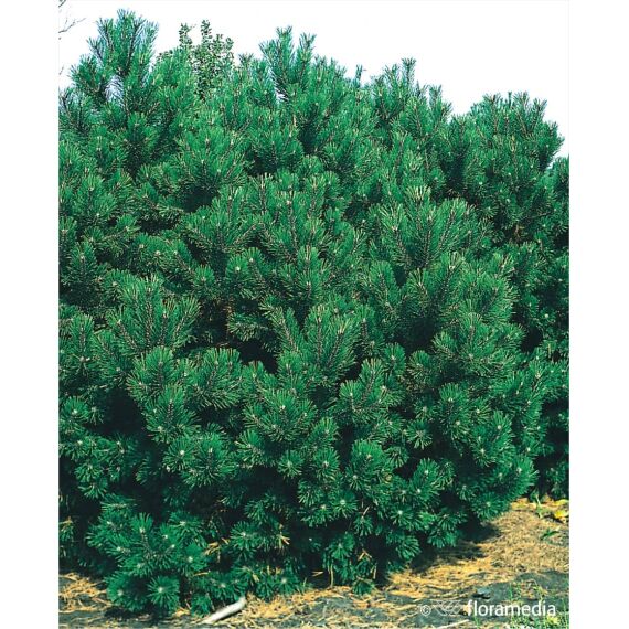 Pinus mugo 'Gnom’